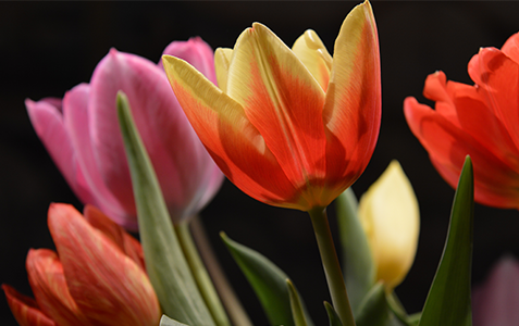 Case Study: Tulip Cremation